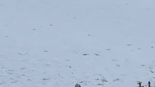 Bulldog Slides Down Snowy Hill
