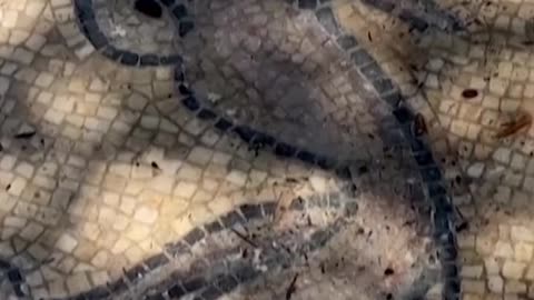 Palestinian Man Discovers 1, Year-Old Mosaic While Planting a Tree