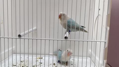 Abanian Parrot