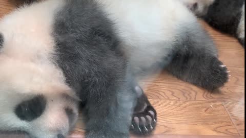 Grey baby panda resting (1122)
