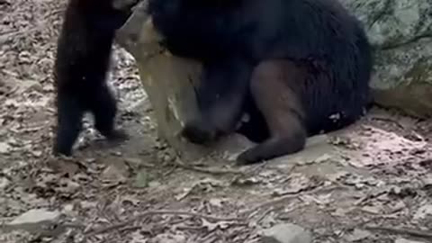 Wild Bears Have Unique Relationship With Woman