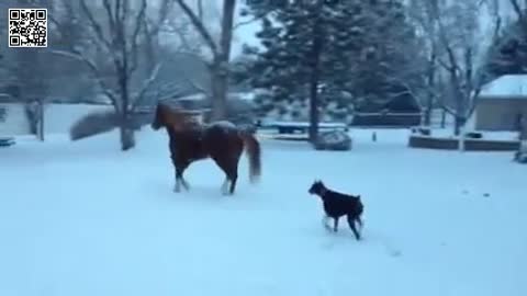 Horse and Doberman enjoy playtime following fresh snow fall!