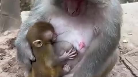 Funny monkey