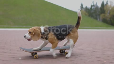 Beagle dog kick the skateboard in park.