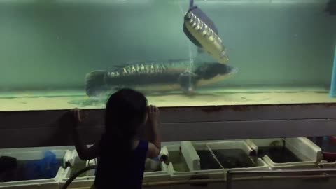 2 Biggest Giant Snakehead Fight who win ??