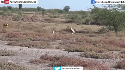 three dogs vs rabbit race 2019 - hunting animals - shikar in jungle_Cut
