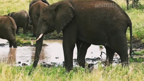 Adorable baby elephant struggles on through thick mud #elephant