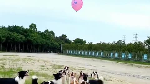 Animals funny video dogs lover playing baloon 😘😘😘😘😘😘❤️❤️❤️❤️❤️