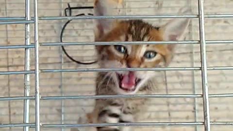 A kitten that looks like a tiger