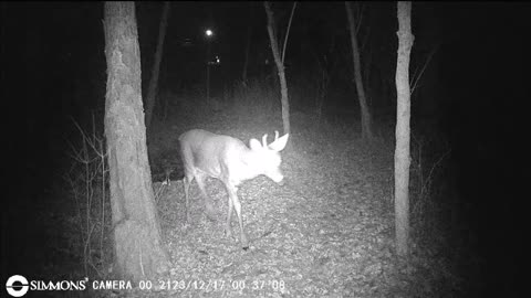 Backyard Trail Cams - Does with Fork Buck