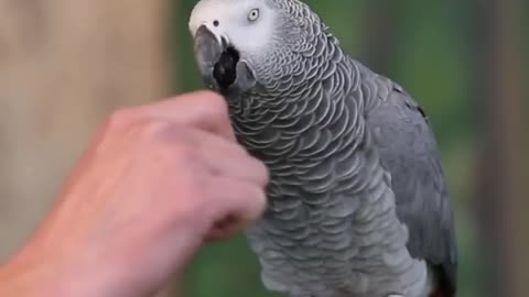 Talking Parrot