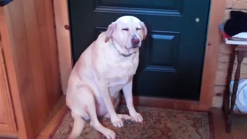 Guilty dog ate all the dog food when owner wasn't looking