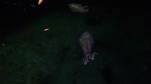 Cuttle fish at night
