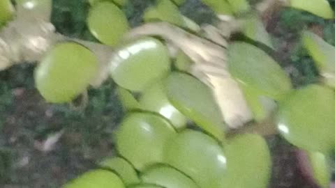 Lizard Sleeps In Jade Tree Every Night