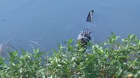 Huge alligator performs mating ritual for the camera