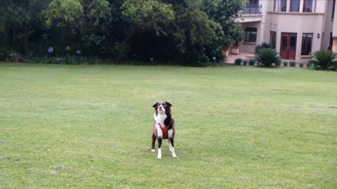 The dog devours the ball intelligently