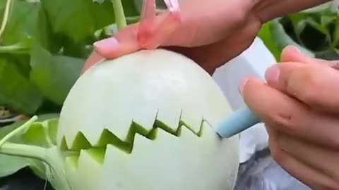 Agriculture farming - fresh melon harvest