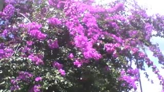 Beautiful purple spring flowers bathed in strong sun, in the botanical garden [Nature & Animals]