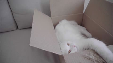 White Cat Lying in Box and Plays Toy Which Hostess Throws. Box With Cat Lying on White Sofa Inside