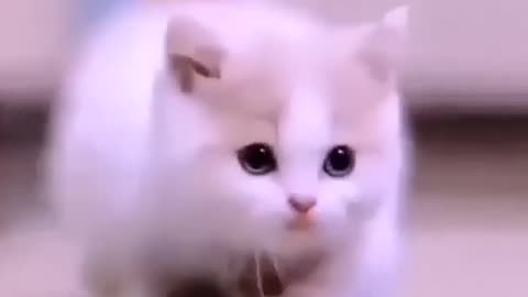 cute and funny cat