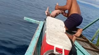 Guy Rescues a Lost Piglet Swimming in the Sea