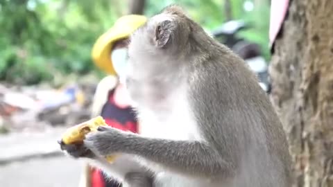 Monkeys Being Familiar With Living Beside Human Society 11 | Viral Monkey