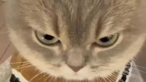 Cute Angry Cats Compilation Video.