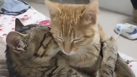 Funny and Cute Cats Videos #217