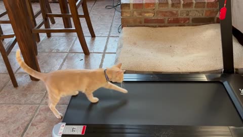 Mouse and the Treadmill (not as catchy as The Mouse and the Motorcycle but its still cute!)