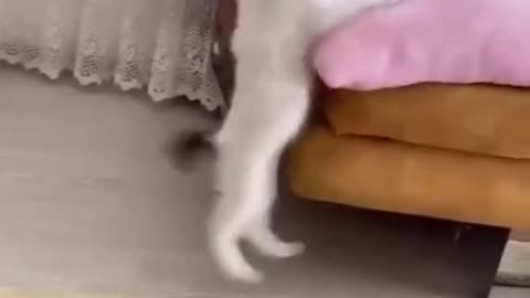 Funny cute cat Video No. 4