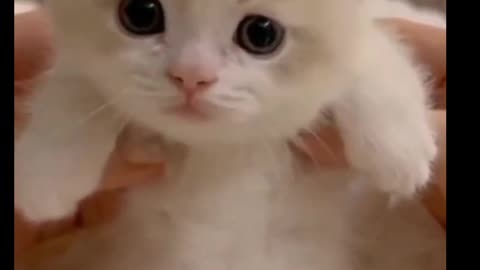 Cute baby cat meowing