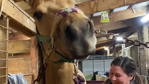 Horse's Lips Wiggle During Massage