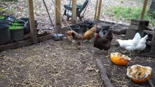 Rough video for a rough day. Chicken's trying Walmart brand peanut butter sandwich cookies.