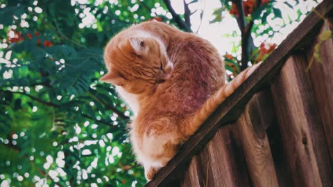 Male cat Eating Rhinos Head While It's Still Alive | Wild Animals