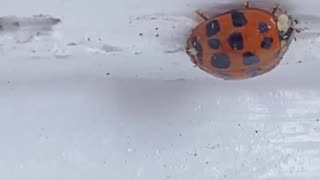 LADYBUG FIND!