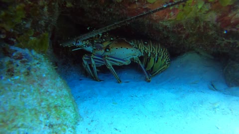 Cozumel SCUBA Diving Paraiso Reef Spiny Lobster side view