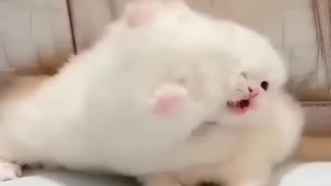 Funny videos 🐈🐈