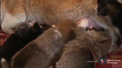 Mother dog feed her children