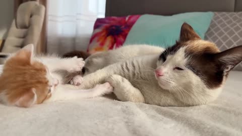 Dad Cat Ignores Tiny Kitten [Try not to Laugh]