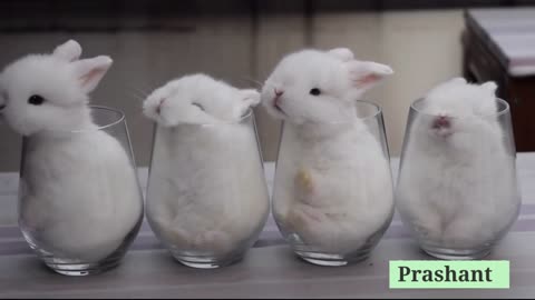 ?? So Cute ?? 3d Beautiful Rabbit Whatsaap Status Video by Prashant