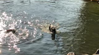 Hanz at Marymoor Park swimming