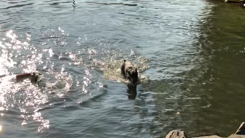 Hanz at Marymoor Park swimming