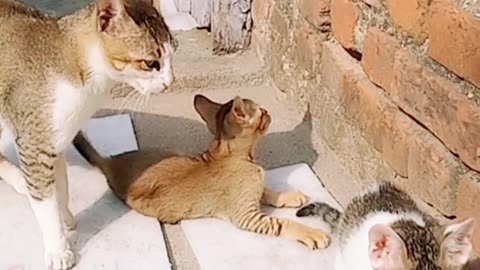 funny Cat fights with her babies ! #cats #funny #animals #funnycat