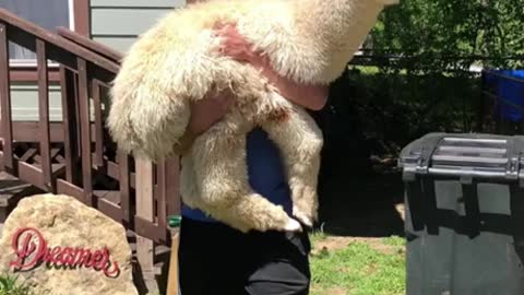 Alpaca short video 09