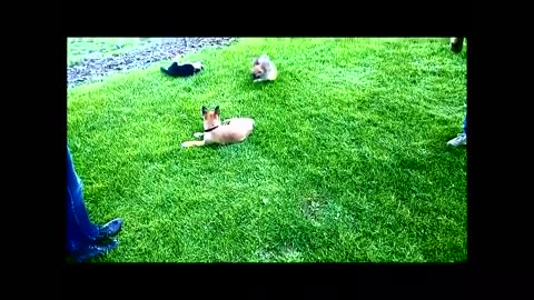 Cute puppies playing video