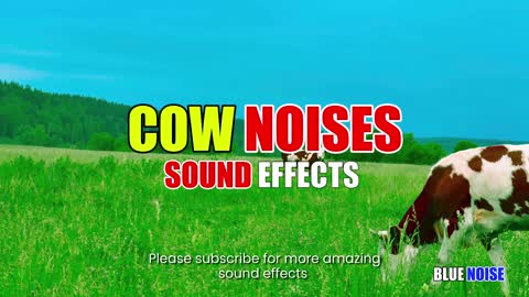 Cow moo sound effects