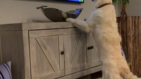Puppy Watches TV!! (Part 2)