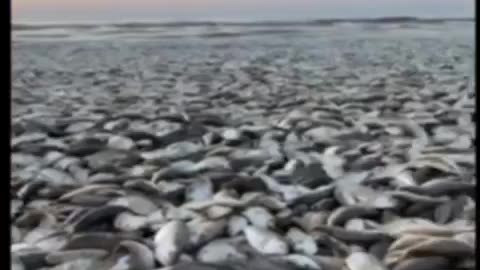 USA 🇺🇸 Texas Beach! Thousands of dead fish! Why the fish are dying?l 🤔😲😳