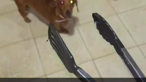 Scaring the dog