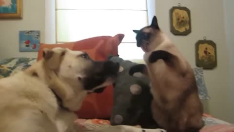 🐱 Hilarious Cats Bullying Innocent Dogs 🐶 funny viral video